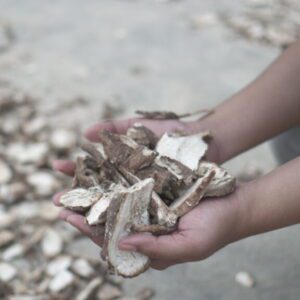 singkong kering / gaplek (dried cassava)