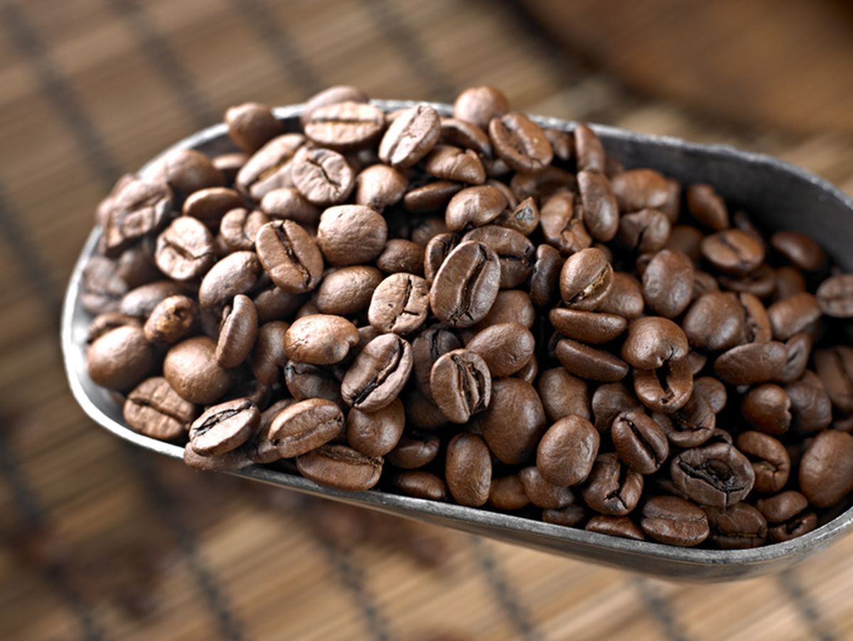 biji kopi robusta dampit (malang) biji kopi robusta dampit (malang)