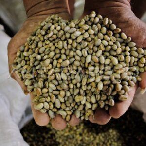 biji kopi robusta temanggung (jawa tengah)